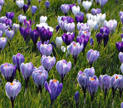 HD Quality Wallpaper | Collection: Earth, 425x375 Crocus
