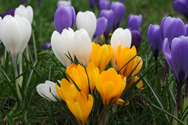 Crocus High Quality Background on Wallpapers Vista