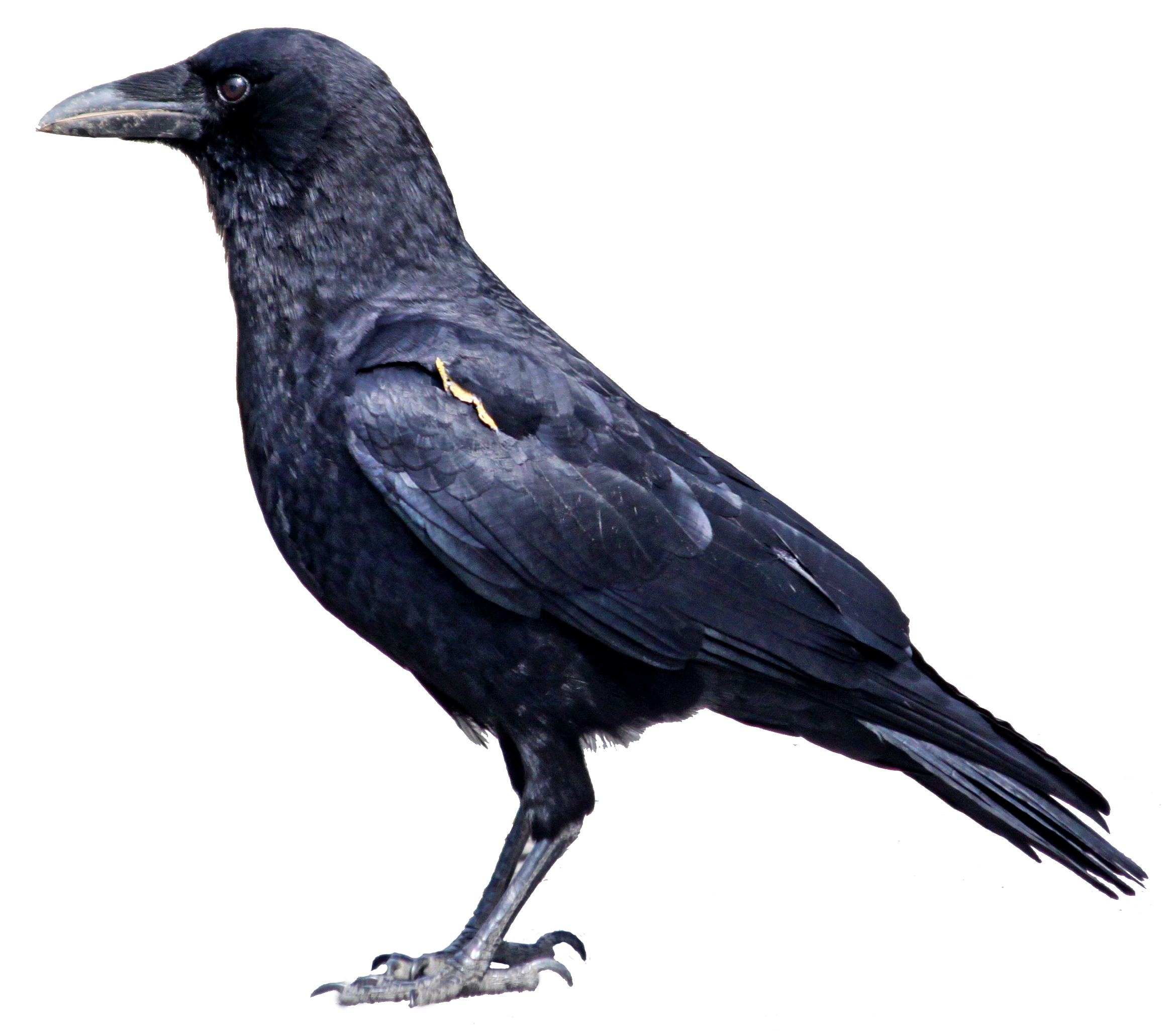 Crow Backgrounds on Wallpapers Vista