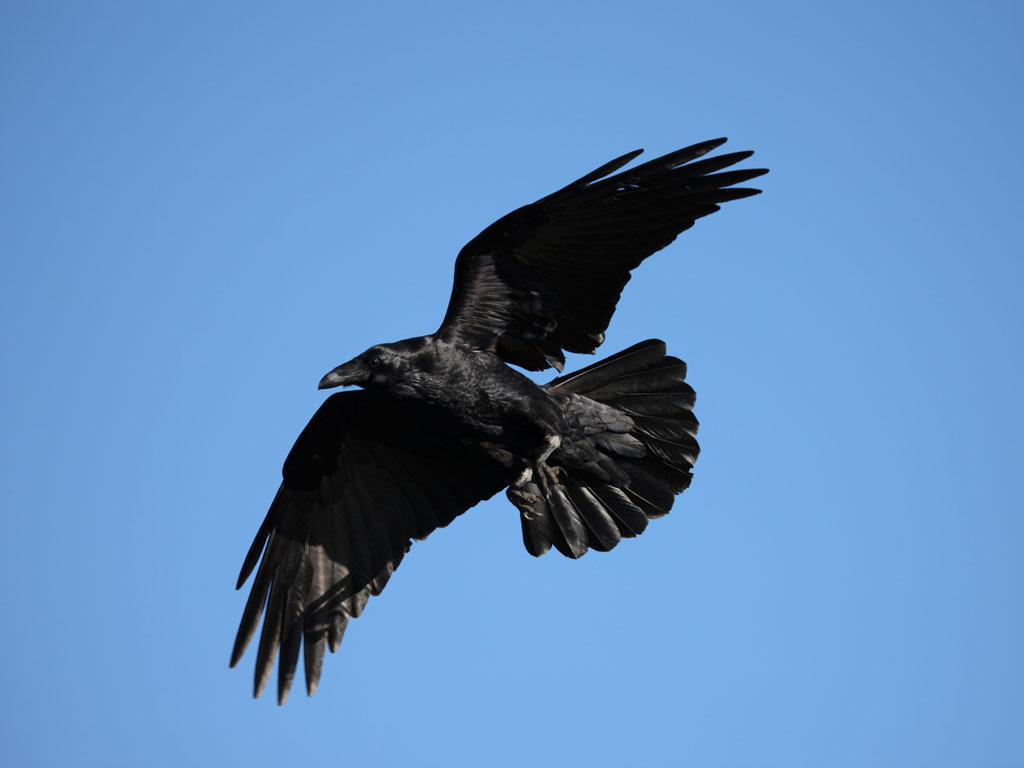 Crow #4