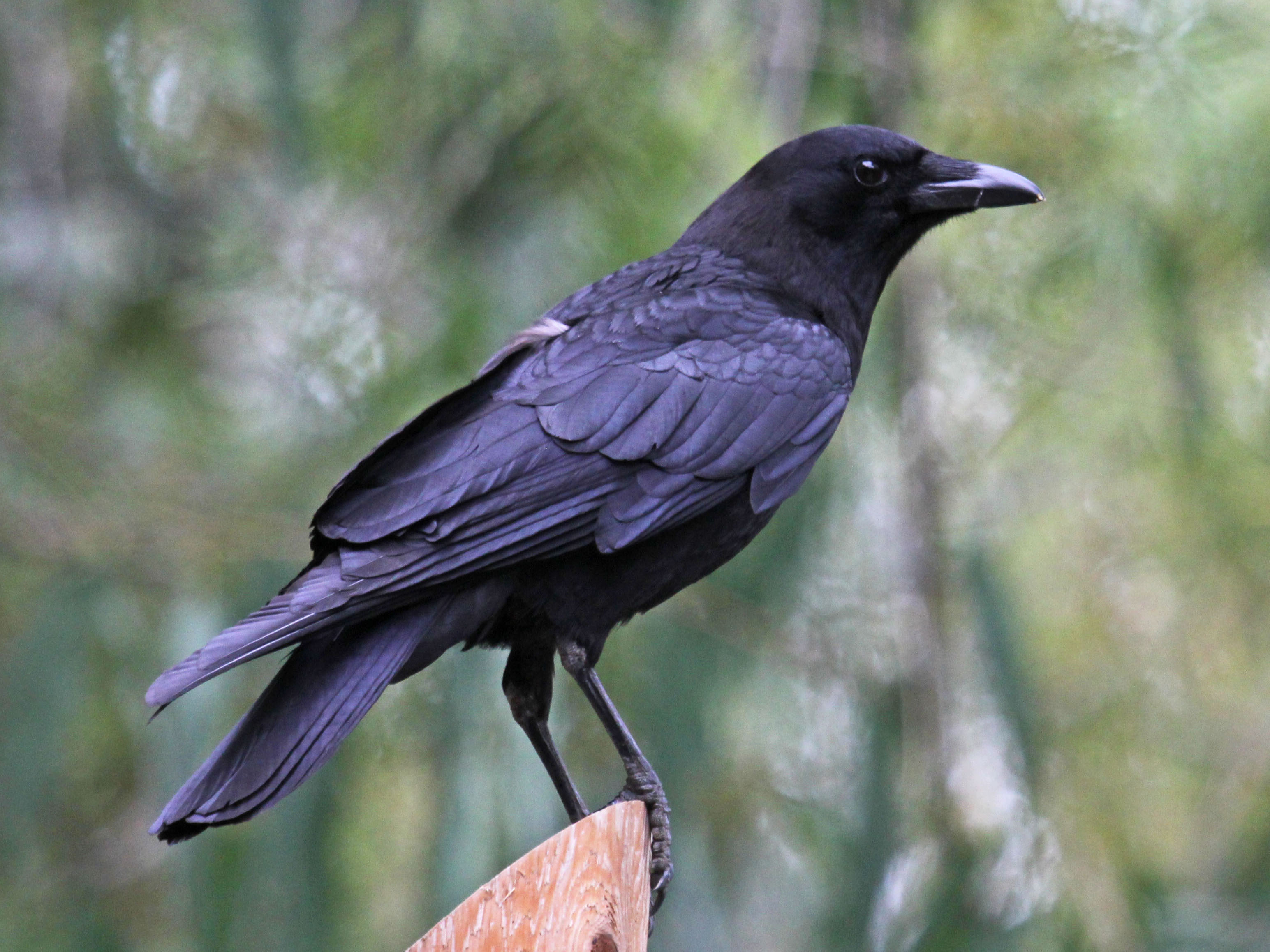 Crow #3