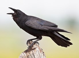 Crow #14