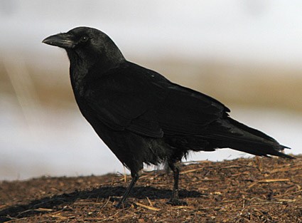 Crow #15