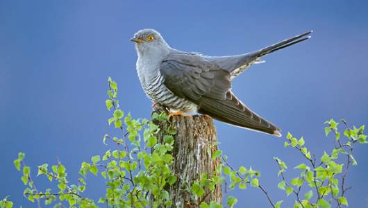 HD Quality Wallpaper | Collection: Animal, 530x300 Cuckoo