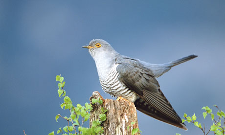 Cuckoo Backgrounds, Compatible - PC, Mobile, Gadgets| 460x276 px