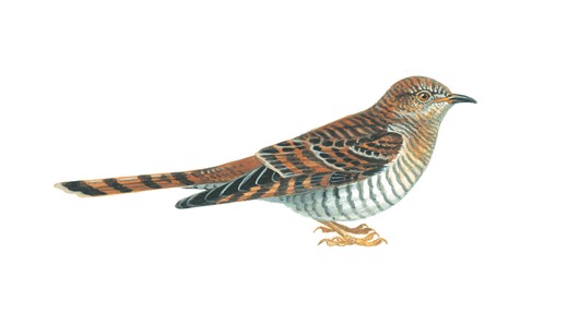 Cuckoo Pics, Animal Collection