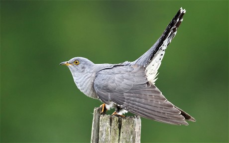 Cuckoo Backgrounds, Compatible - PC, Mobile, Gadgets| 460x287 px