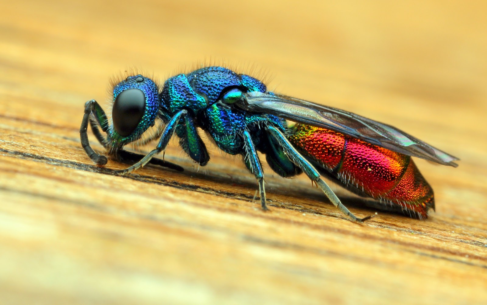 HD Quality Wallpaper | Collection: Animal, 1600x1003 Cuckoo Wasp