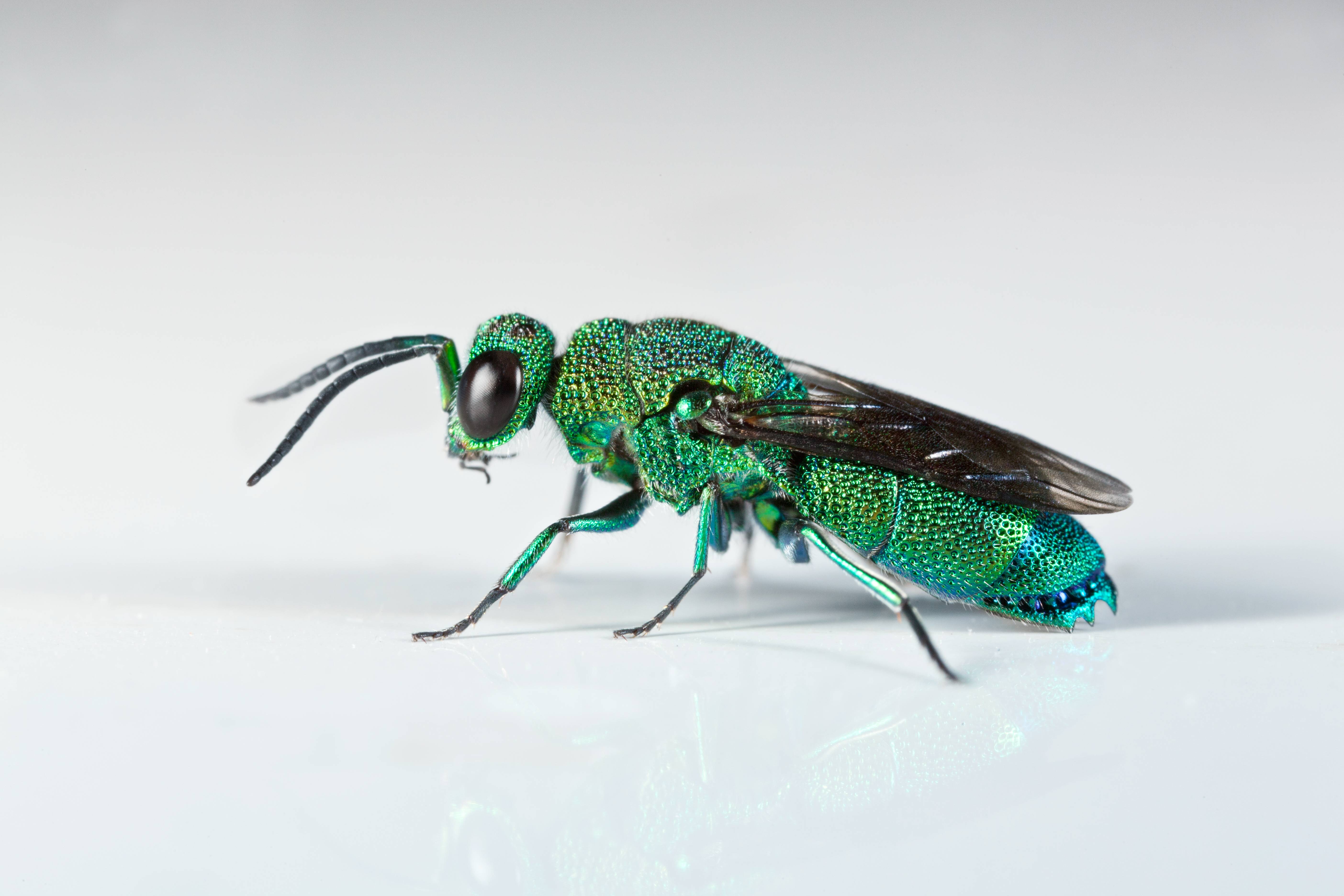 Cuckoo Wasp Backgrounds on Wallpapers Vista