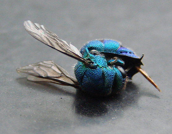 Amazing Cuckoo Wasp Pictures & Backgrounds
