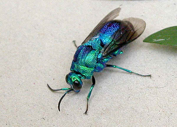 HD Quality Wallpaper | Collection: Animal, 600x430 Cuckoo Wasp