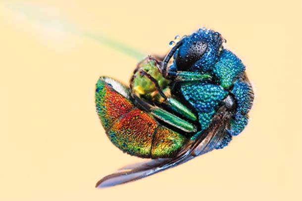 Nice wallpapers Cuckoo Wasp 610x406px