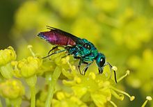Images of Cuckoo Wasp | 220x154