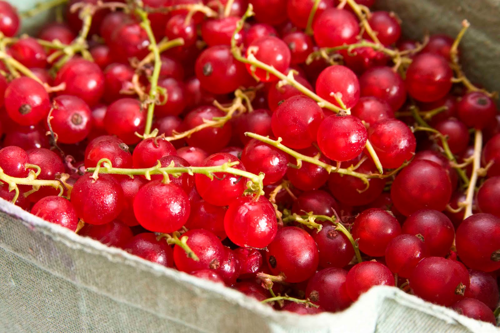 Nice Images Collection: Currants Desktop Wallpapers
