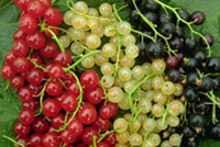 Images of Currants | 200x134