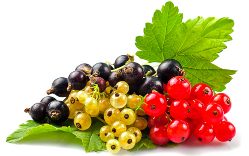 Images of Currants | 500x313