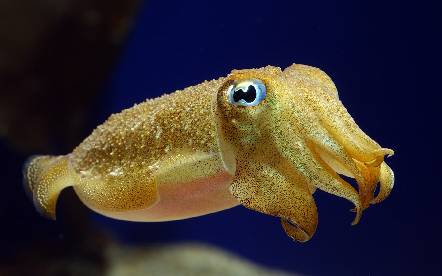 Images of Cuttlefish | 1440x900