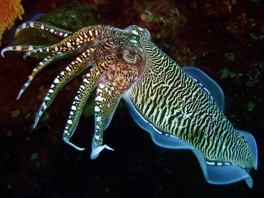 Cuttlefish #1