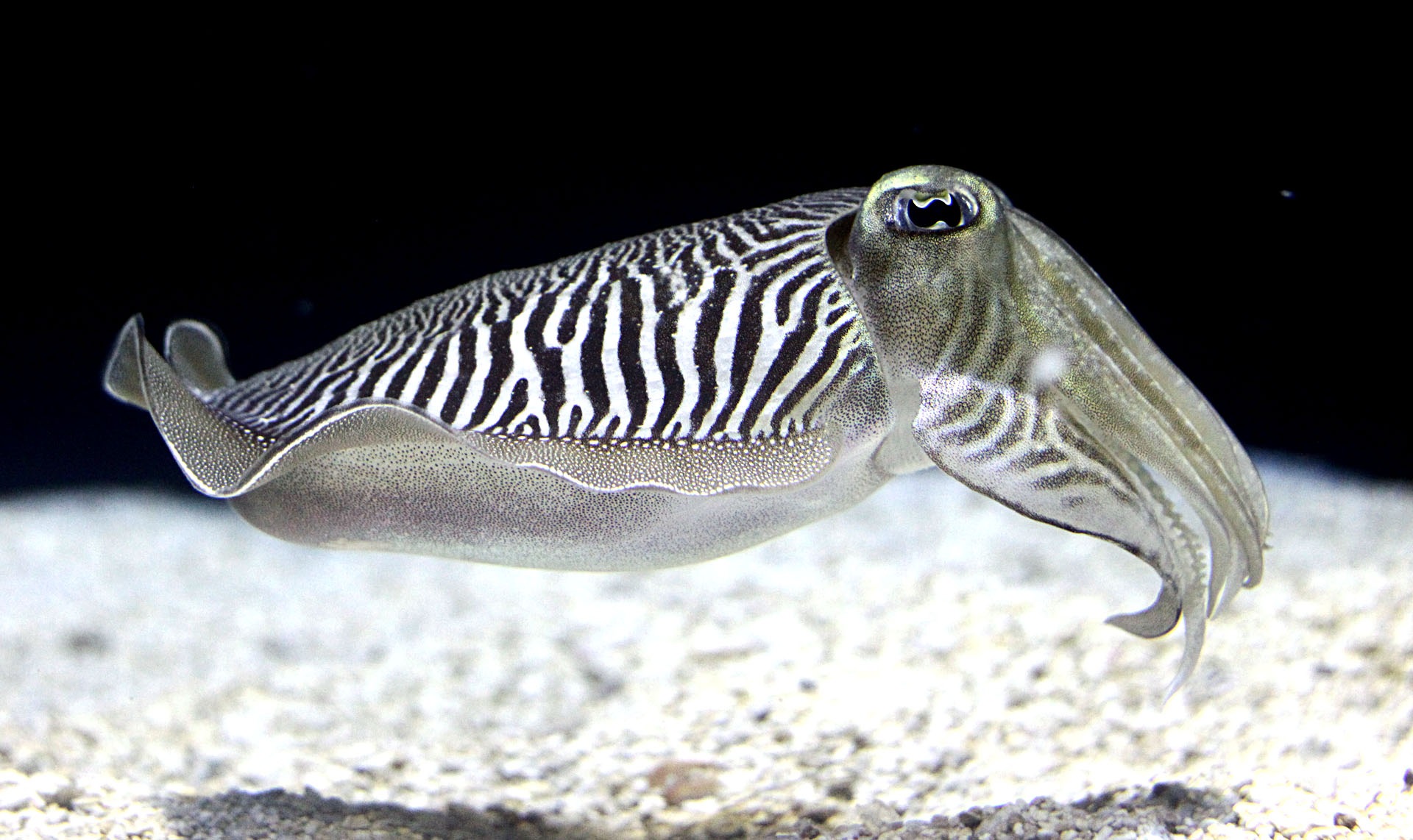 Nice Images Collection: Cuttlefish Desktop Wallpapers