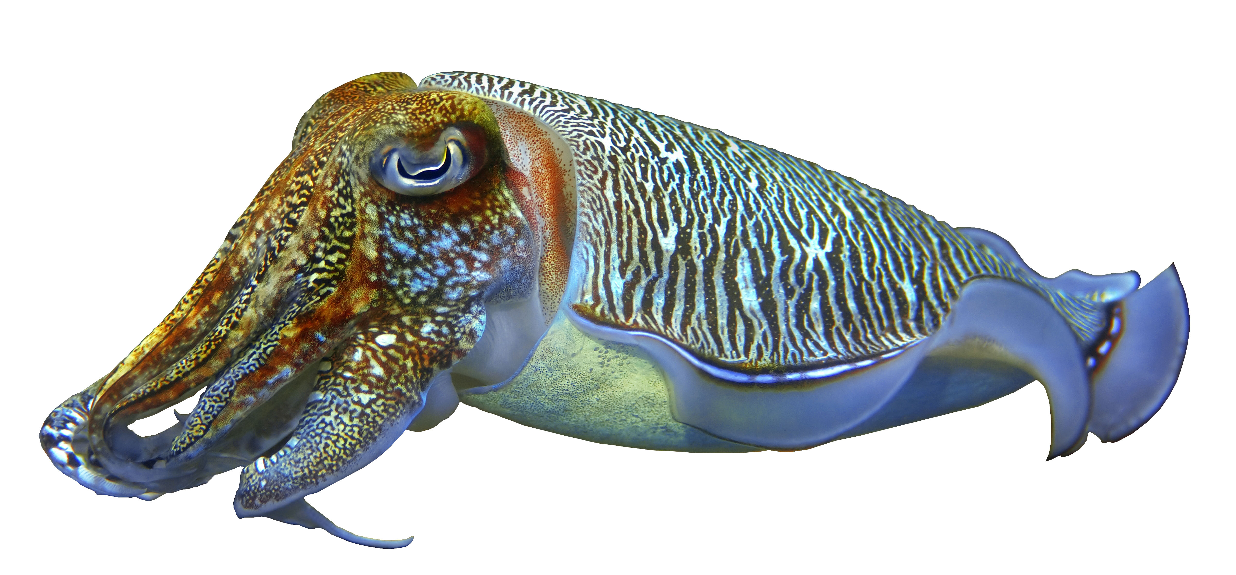 4800x2232 > Cuttlefish Wallpapers