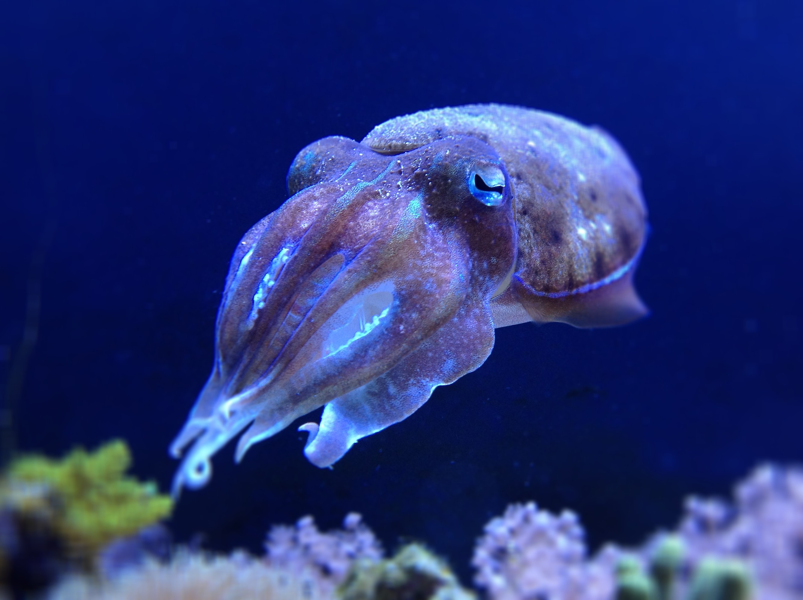 HD Quality Wallpaper | Collection: Animal, 2673x1999 Cuttlefish