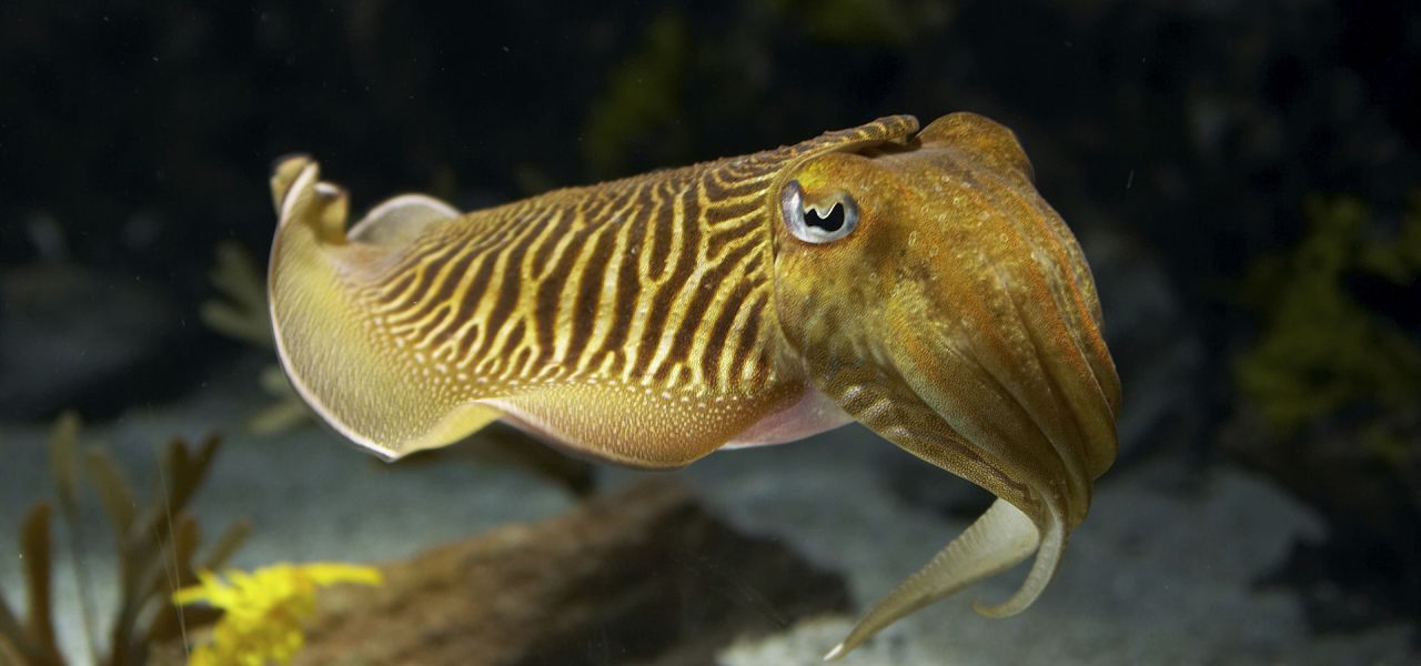 1280x600 > Cuttlefish Wallpapers
