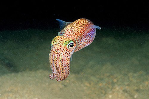 HQ Cuttlefish Wallpapers | File 32.11Kb