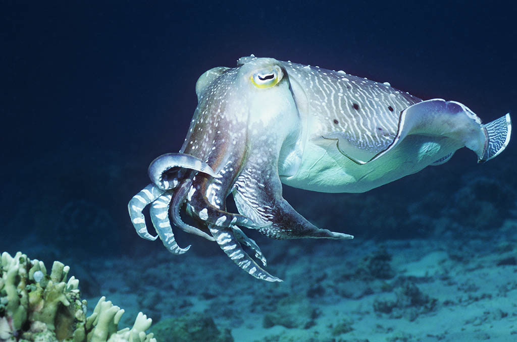 Nice wallpapers Cuttlefish 1024x678px