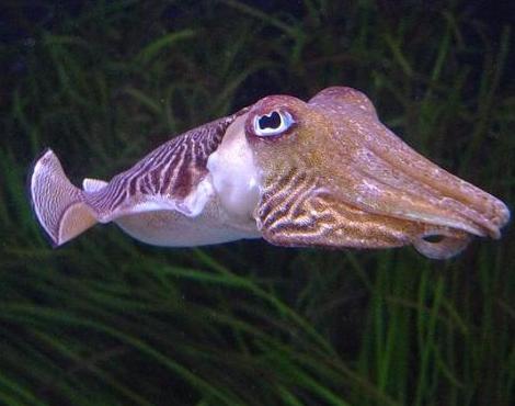 Amazing Cuttlefish Pictures & Backgrounds