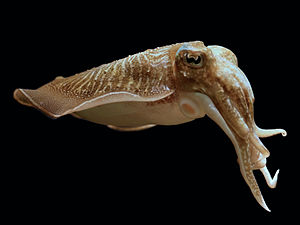 HD Quality Wallpaper | Collection: Animal, 300x225 Cuttlefish
