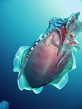 Nice Images Collection: Cuttlefish Desktop Wallpapers