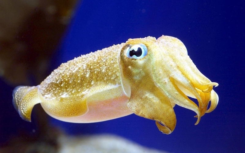 Cuttlefish Pics, Animal Collection