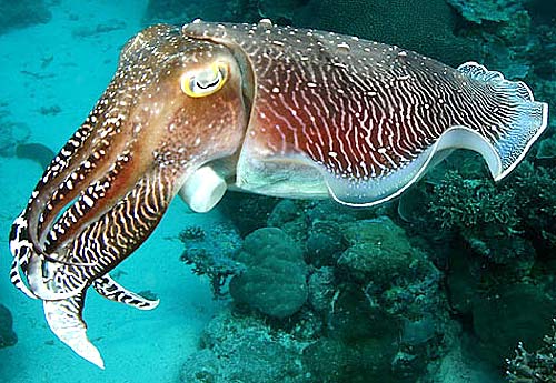 Cuttlefish Backgrounds on Wallpapers Vista