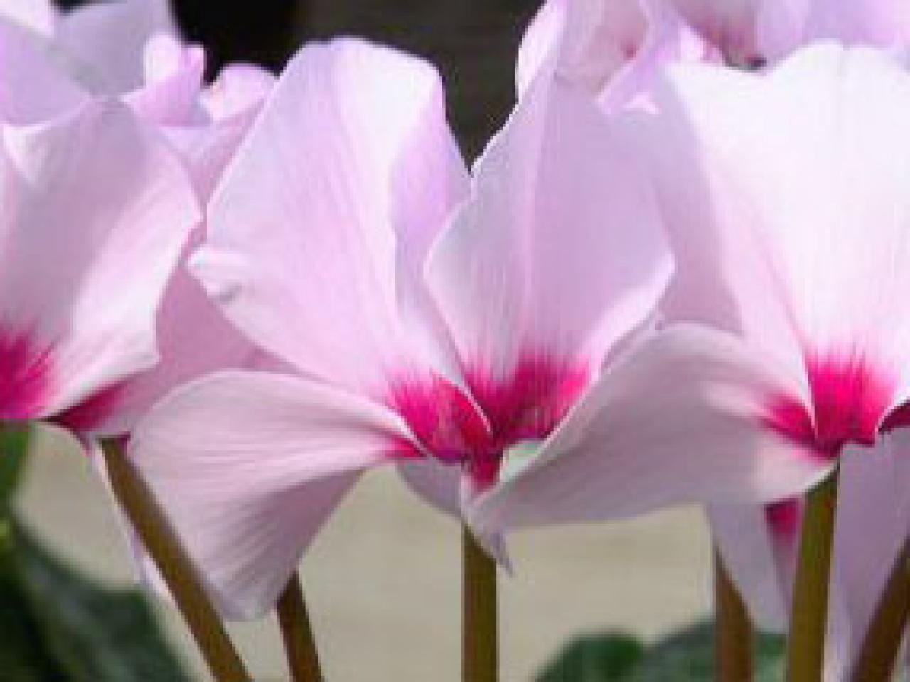 Cyclamen High Quality Background on Wallpapers Vista