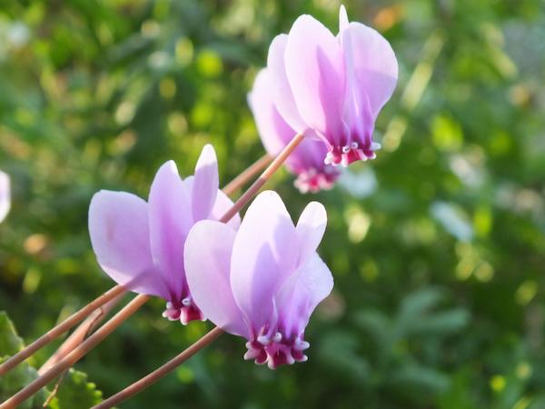 Nice Images Collection: Cyclamen Desktop Wallpapers