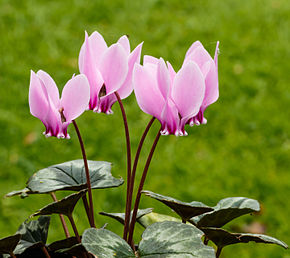 Images of Cyclamen | 290x258