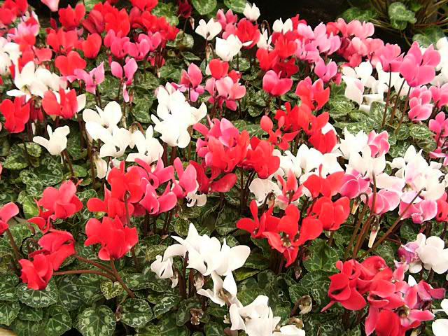 Nice Images Collection: Cyclamen Desktop Wallpapers