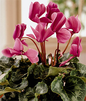 Amazing Cyclamen Pictures & Backgrounds