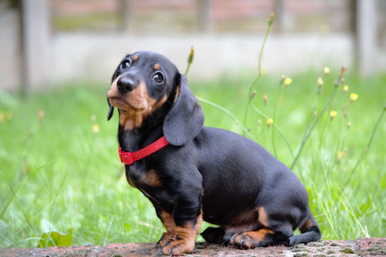 Amazing Dachshund Pictures & Backgrounds