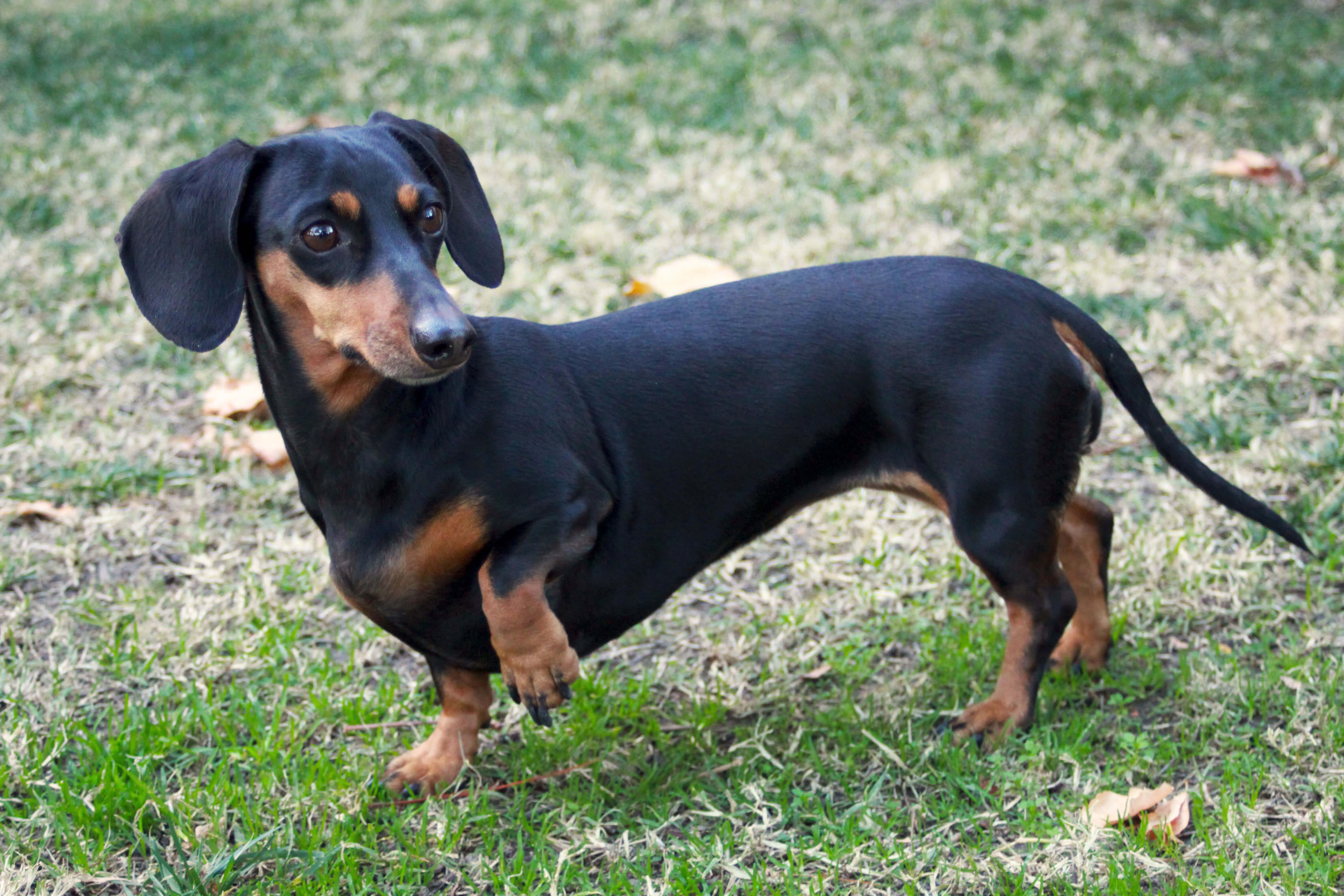 Dachshund High Quality Background on Wallpapers Vista