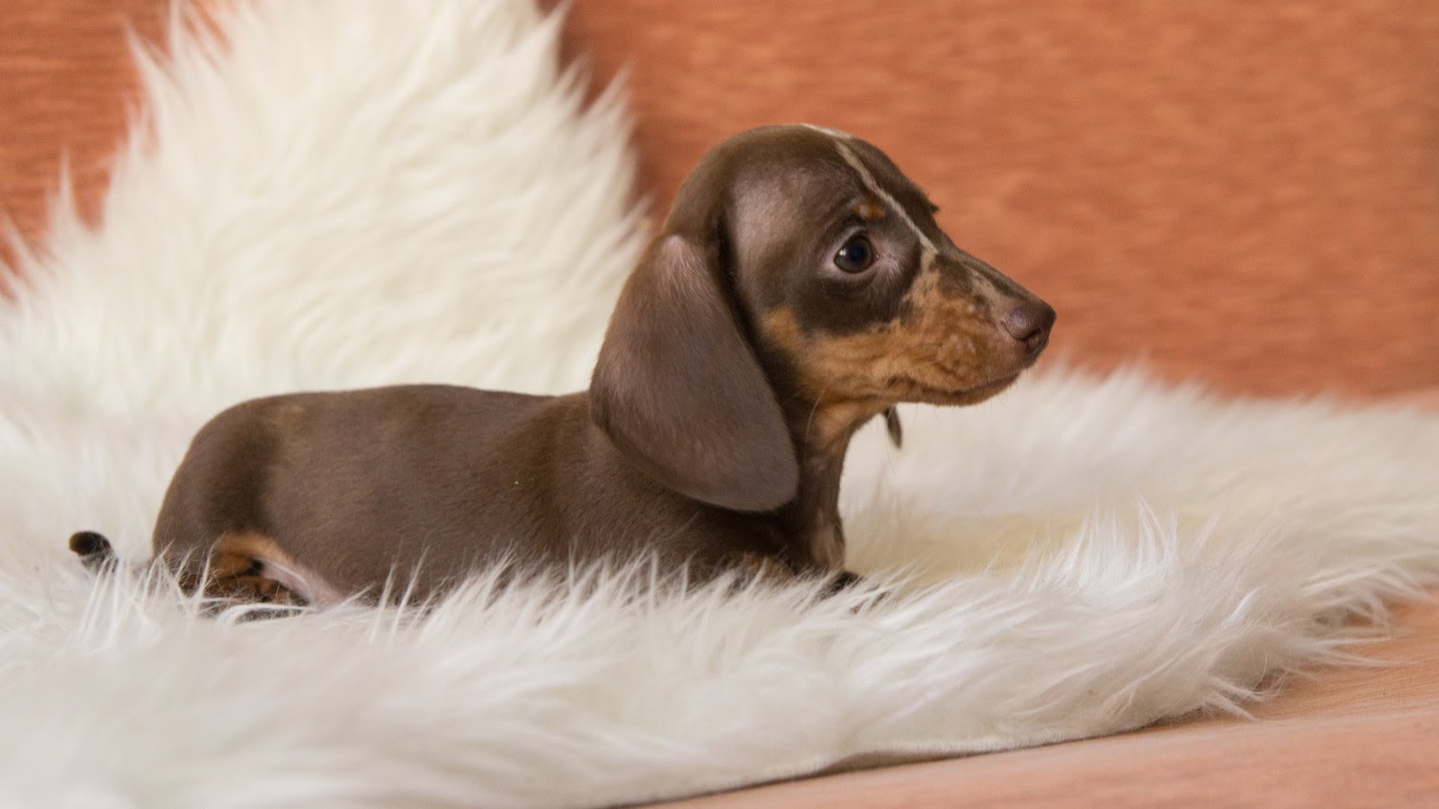 Dachshund Backgrounds on Wallpapers Vista