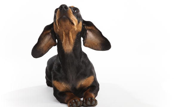 Dachshund Backgrounds, Compatible - PC, Mobile, Gadgets| 640x360 px