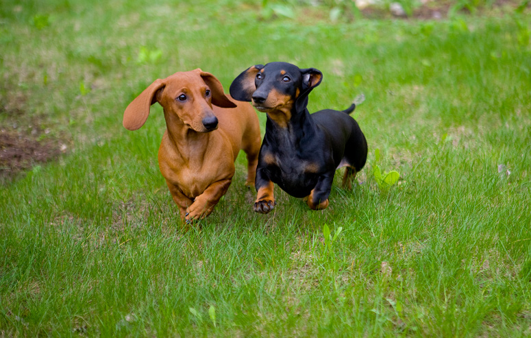 Dachshund Backgrounds on Wallpapers Vista