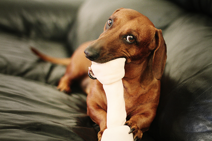 Images of Dachshund | 680x453
