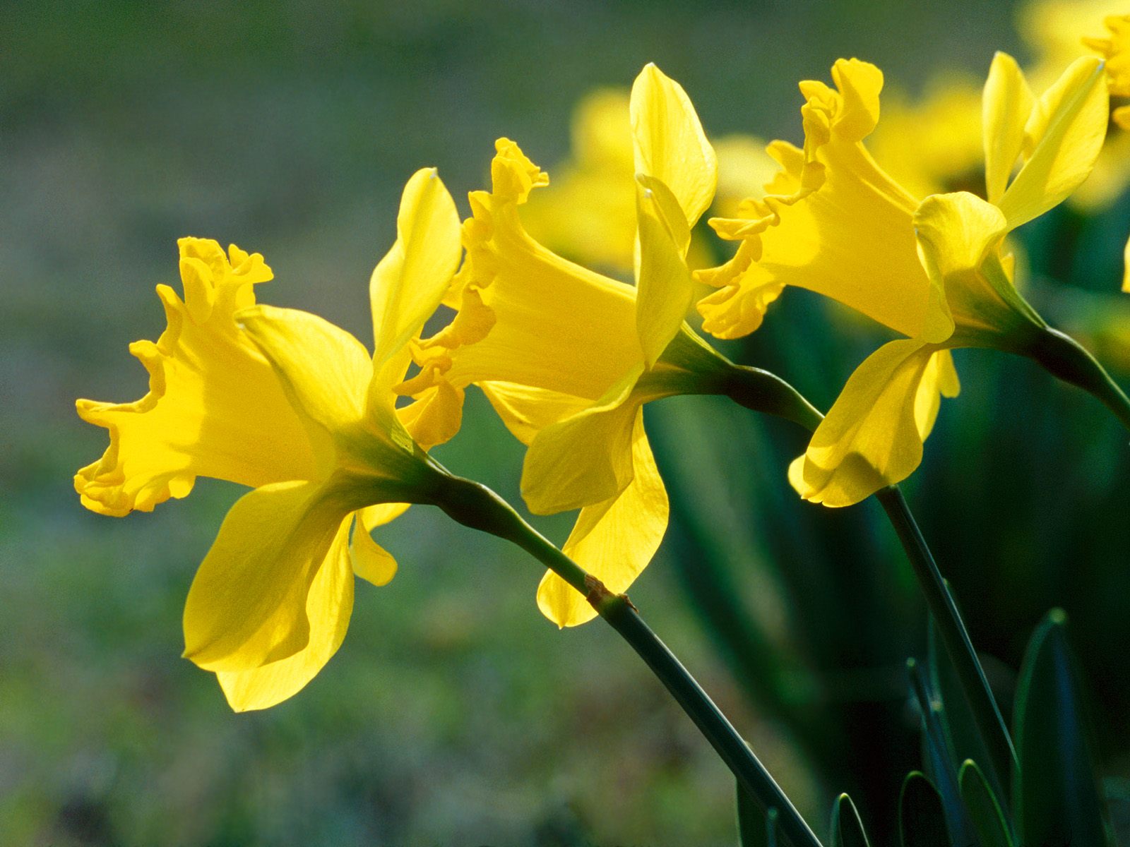 HD Quality Wallpaper | Collection: Earth, 1600x1200 Daffodil