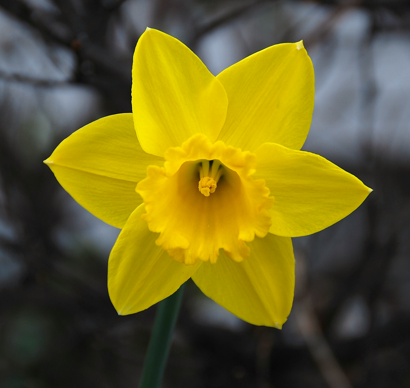 HD Quality Wallpaper | Collection: Earth, 1315x1246 Daffodil