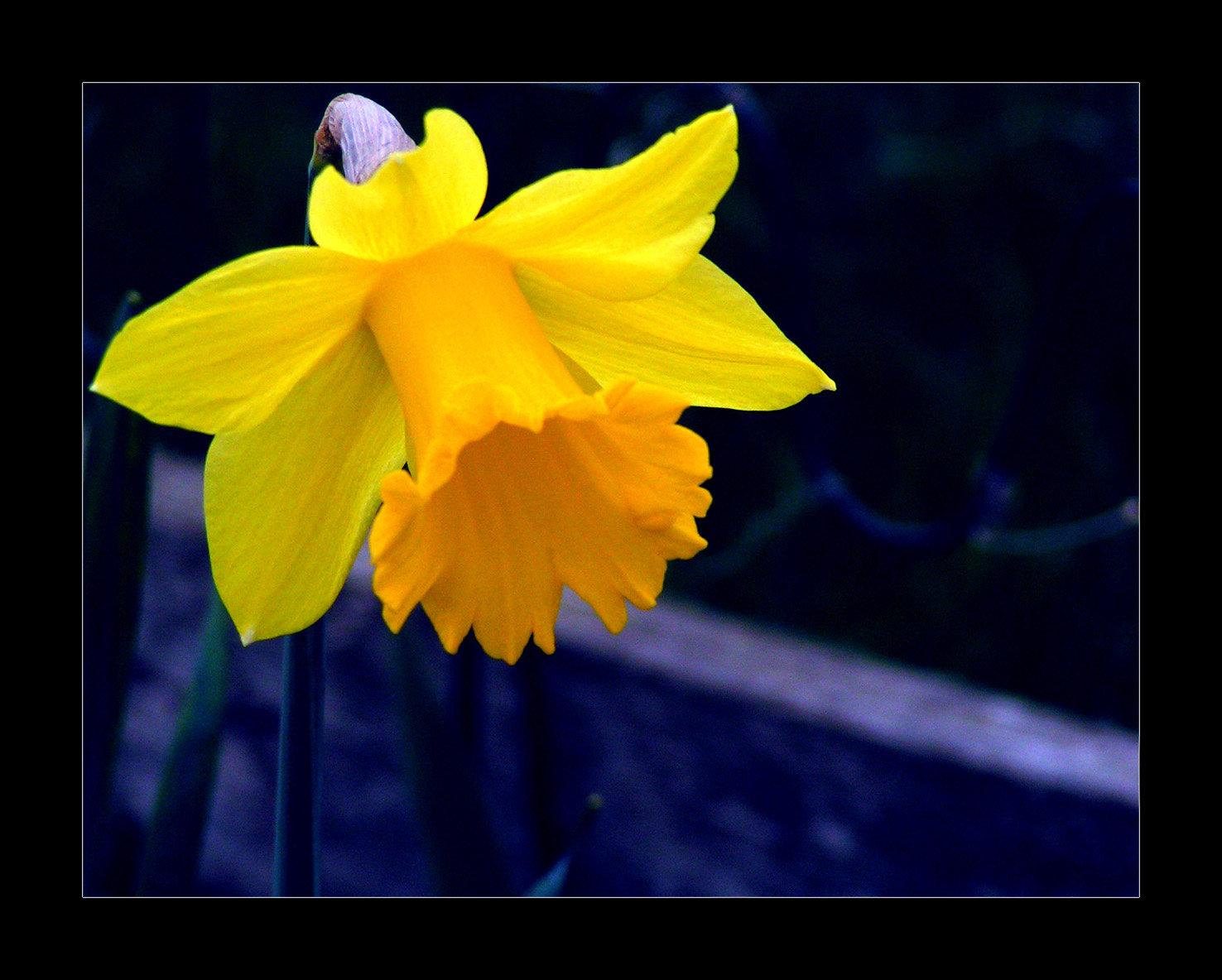 Daffodil Pics, Earth Collection
