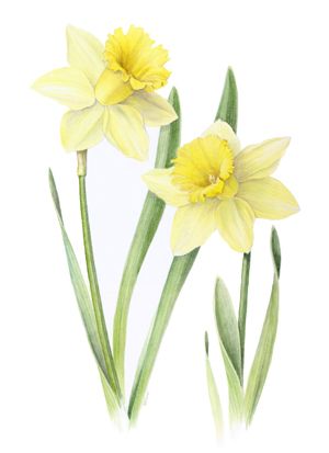 Daffodil Backgrounds, Compatible - PC, Mobile, Gadgets| 300x413 px