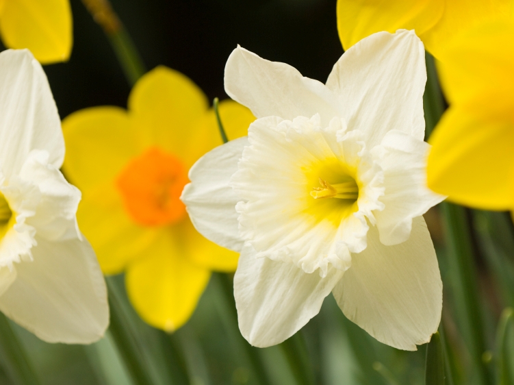 Amazing Daffodil Pictures & Backgrounds