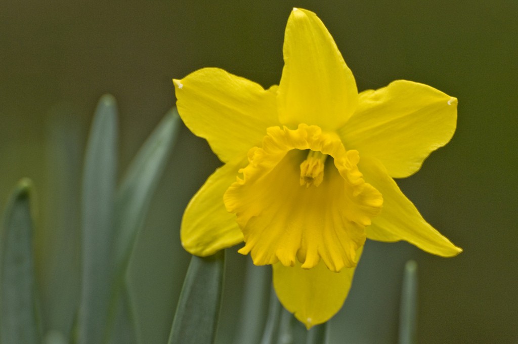 Images of Daffodil | 1024x680